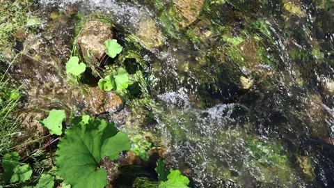 RUSCELLO DUE Vidéo 244707228