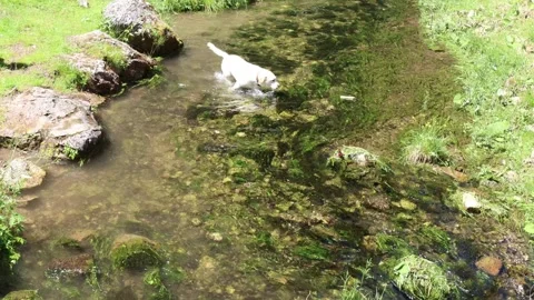 RUSCELLO TRE Vidéo 244707220