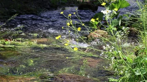 RUSCELLO UNO Vidéo 244707872