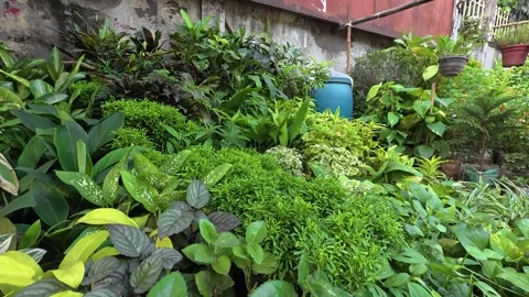 Rush of Dhaka’s streets tiny sidewalk nurseries have sprung to life Video stock 319221414