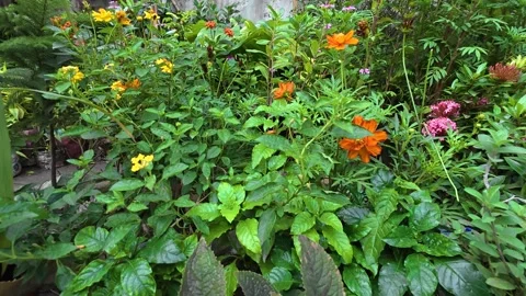 Rush of Dhaka’s streets tiny sidewalk nurseries have sprung to life Video stock 319221641