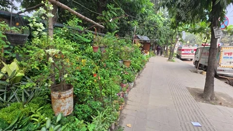 Rush of Dhaka’s streets tiny sidewalk nurseries have sprung to life Video stock 319222457