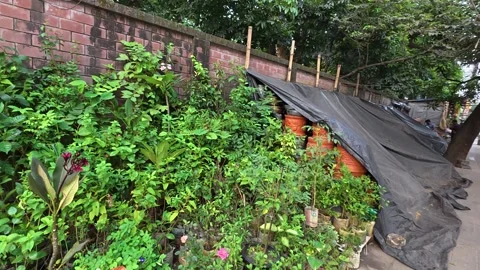 Rush of Dhaka’s streets tiny sidewalk nurseries have sprung to life Video stock 319222891