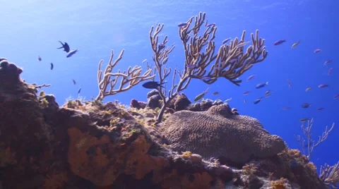 Rush hour on the coral reef Видео 1080189