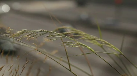 Rush Hour traffic through reed plants Video stock 821897