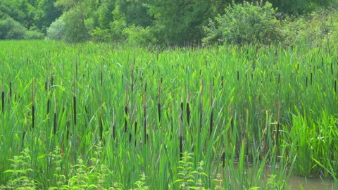 Rush by the lake Stock Footage 145337762