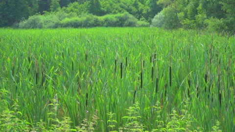Rush by the lake Stock Footage 145337890