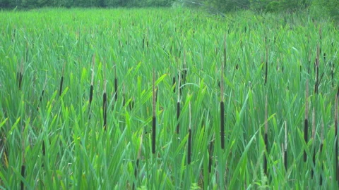 Rush by the lake Stock Footage 145338021