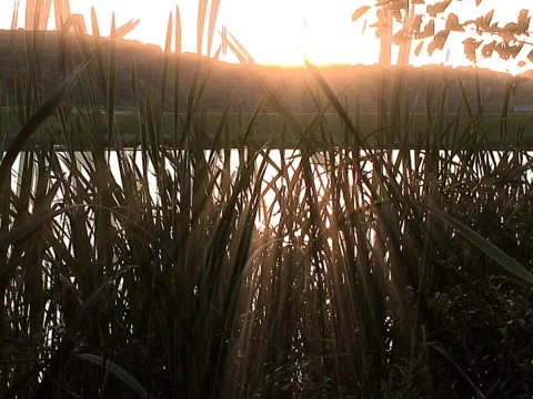 Rush Reeds Stock Footage 490256