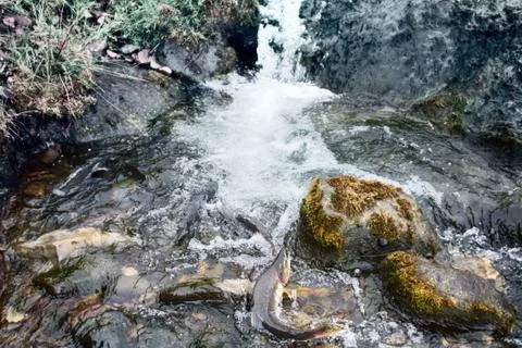 Rush of salmon to spawning grounds 库存照片