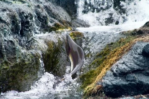 Rush of salmon to spawning grounds 库存照片