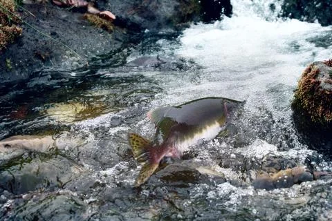 Rush of salmon to spawning grounds 库存照片