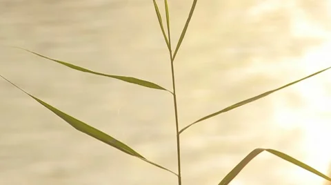 Rush at the village Stock Footage 8760009