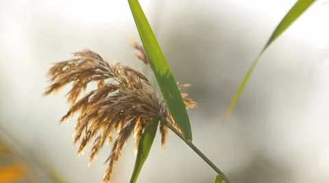 Rush at the village Stock Footage 8760720