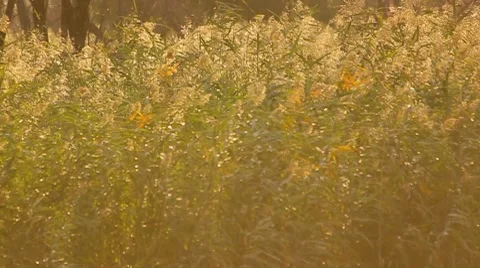 Rush at the village Stock Footage 8760881