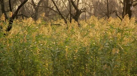 Rush at the village Stock Footage 8761103