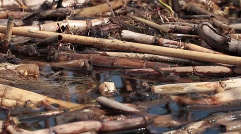 Rush in water Vídeos de archivo 42591424