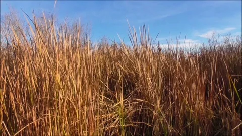 Rushes Blowing in the wind Stock Footage 86536933