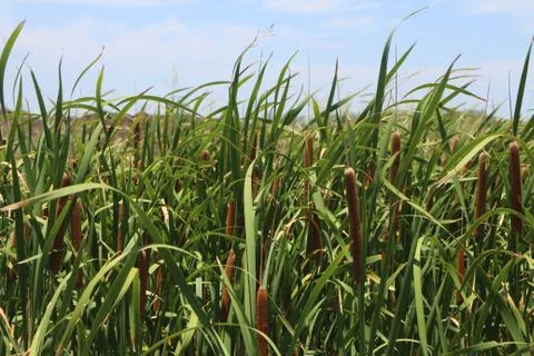 Rushes blowing in the wind Stock Photos