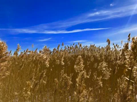 Rushes in blue Stock Photos