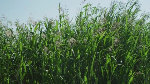 Rushes in high wind, slow motion 스톡 동영상 138267107