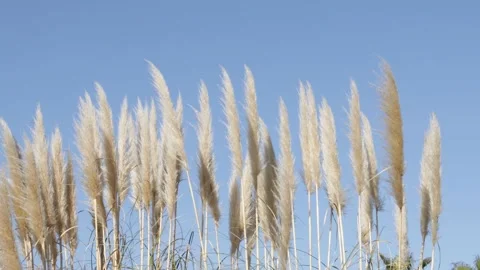 Rushes , juncus moving in the wind on blue sky background Stock Footage 170115119