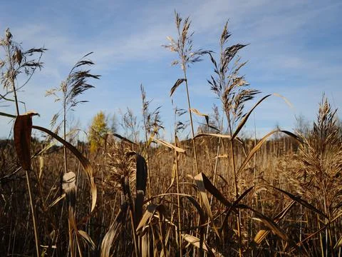 Rushes Stock Photos