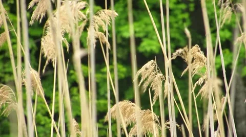 Rushes in the swamp Stock Footage 68860159