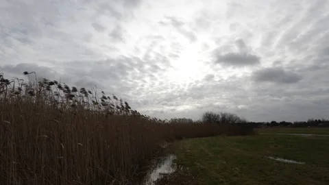 Rushes tossed by a strong wind, storm clouds, a puddle, trees in the distance Stock Footage 235226483