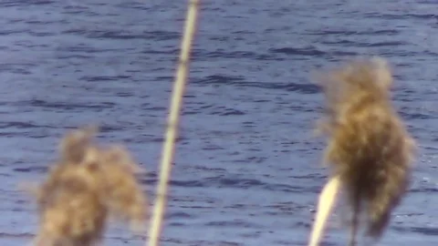 Rushes into the waves Stock Footage 76647052