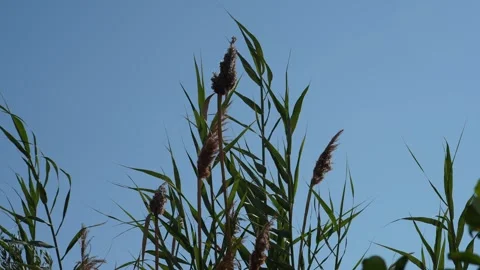 Rushes in the wind Stock Footage 323013063