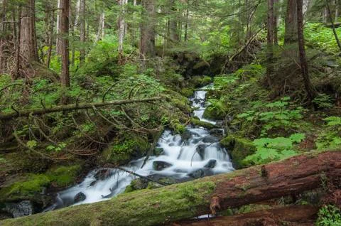 Rushing cascade in forest 스톡 사진