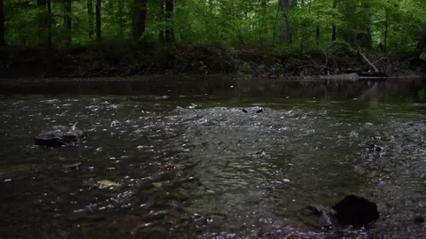 Rushing creek in forest Video stock 76167708