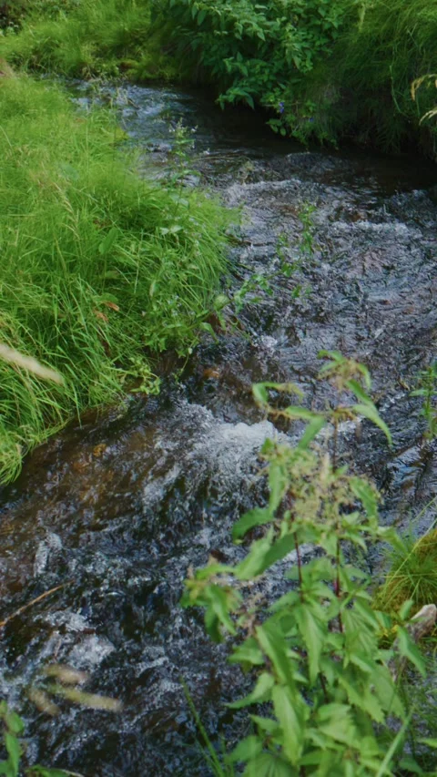 Rushing creek winds through vibrant vegetation Stock Footage 335577107