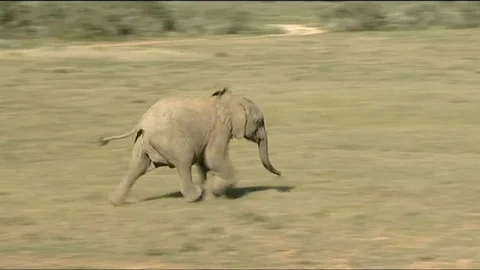 Rushing Elephants various herd Stock Footage 90372300