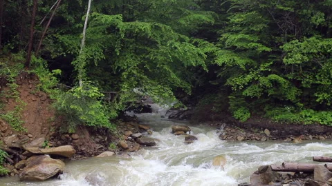 Rushing Forest River Stock Footage 310452551