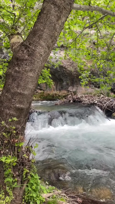 Rushing Forest Stream and Tree Trunk Stock Footage 340871664