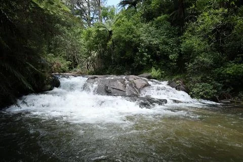 Rushing Forest Stream Cascading Over Mossy Boulders Foto stock