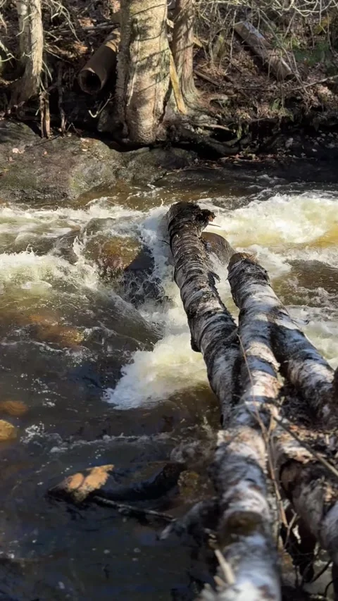Rushing Forest Stream Flowing Around Fallen Logs and Rocks Stock Footage 346503080