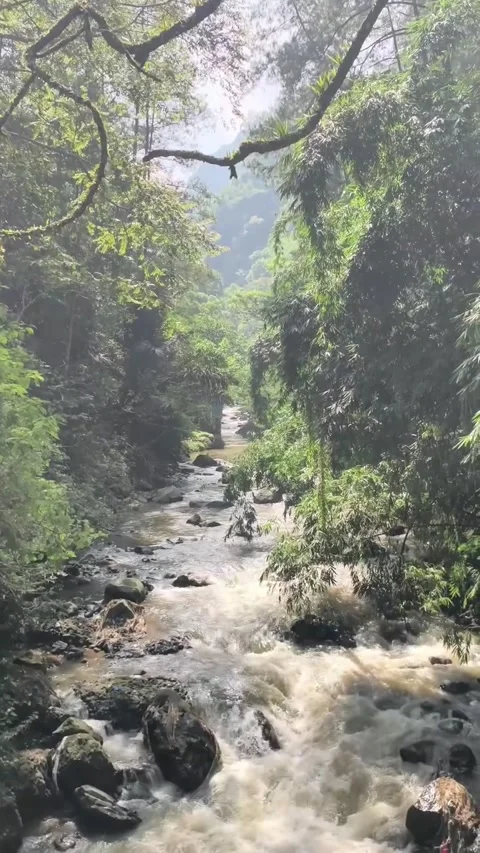 Rushing Forest Stream Flowing Through Lush Green Jungle Video stock 341320555
