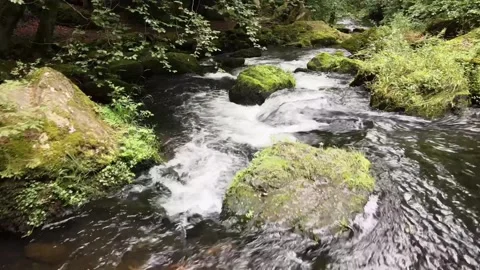 Rushing Forest Stream with Mossy Rocks in Vogtland, Germany Stock Footage 311279228