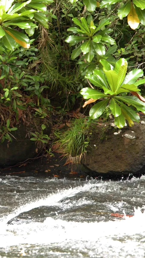 Rushing Freshwater Stream Flowing Through Lush Tropical Jungle in Palau 库存影片 330035887