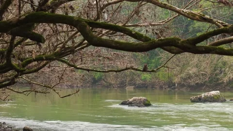 Rushing green river flowing amid trees and rocks. Irani river. Stock Footage 317657752