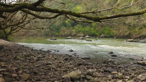 Rushing green river flowing amid trees and rocks. Slow motion. Irani river Stock Footage 317657863