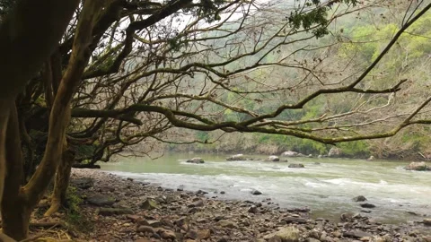 Rushing green river flowing amid trees and rocks. Slow motion. Irani river. Stock Footage 317658022