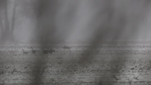 A rushing hare in a winter field, 4K slomo Stock Footage 265254539