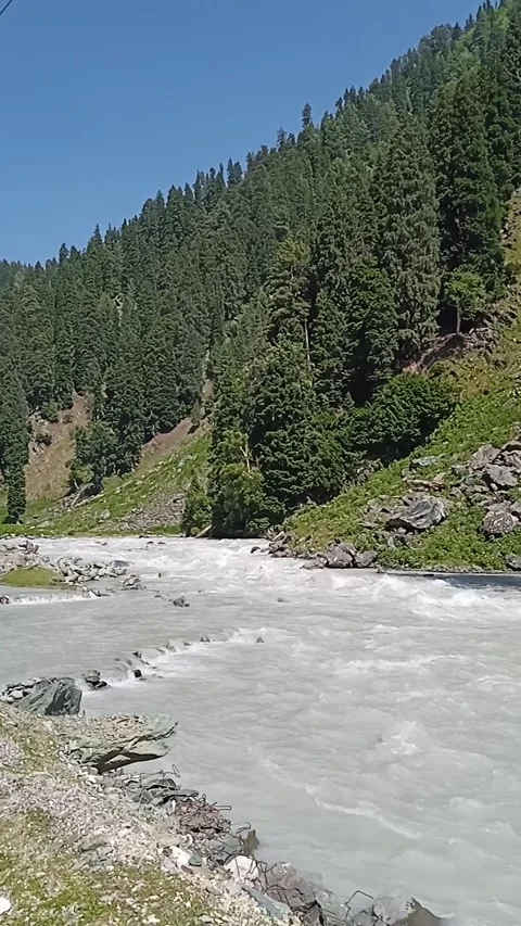 Rushing Himalayan Mountain River Through Pine Forest with Natural Water Sound Stock Footage 339166260