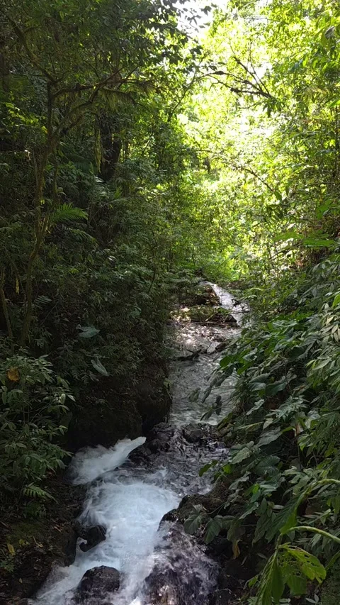 Rushing Jungle Stream Below Waterfall at Banyu Wana Amertha, Bali Stock Footage 346507908