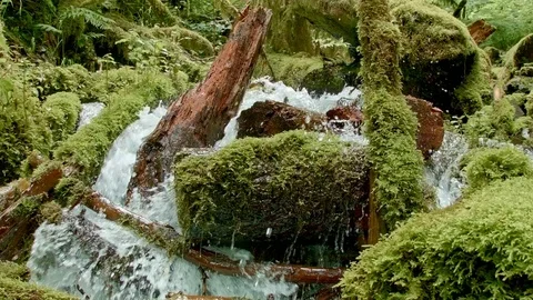 Rushing macro stream mossy lush 4 Columbia River Gorge Oregon Waterfalls 04 Stock-Footage 81862930