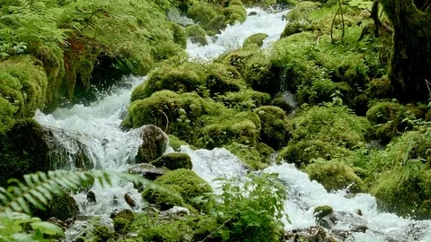 Rushing macro stream mossy lush 5 Columbia River Gorge Oregon Waterfalls 05 Stock Footage 81863176